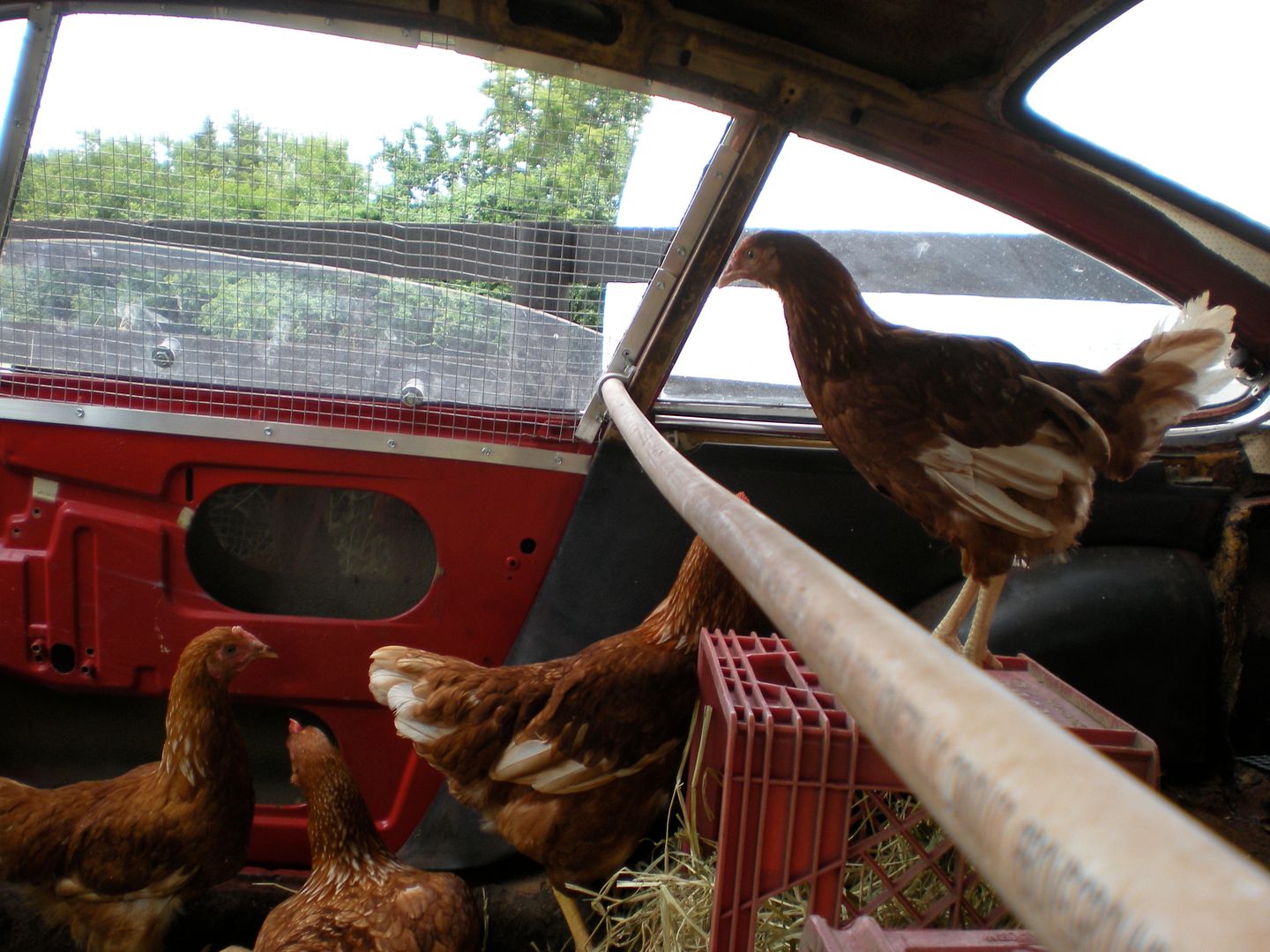 My 912 parts car CHICKEN COOP! Pelican Parts Forums